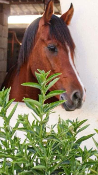تجربة ركوب الخيل في مركز فال العز للفروسية