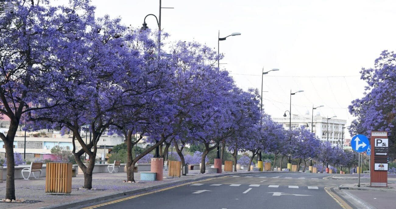 Explorez Abha : un circuit entre nature et patrimoine